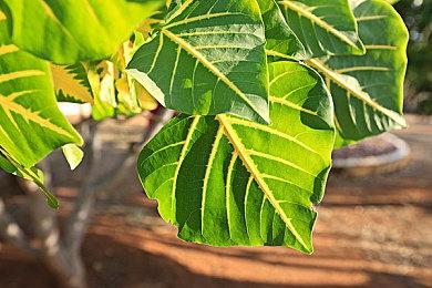 《赛博朋克2077》XSX版实机演示 更快加载、支持光追等